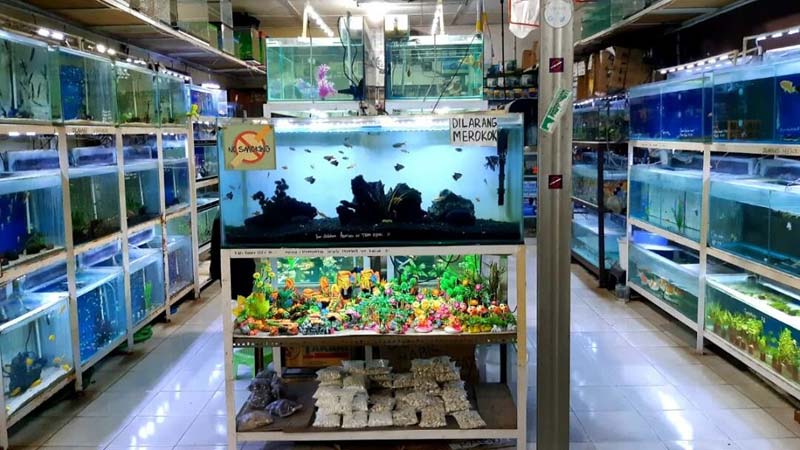 Toko Ikan Hias Terdekat, Grosir Jual Ikan Hias Murah